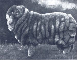 Merino wool sheep champion